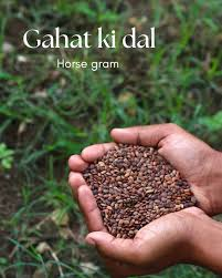 food culture “Gahat Kulthi ki Dal with Paratha served on a traditional plate – a protein-rich Uttarakhand culture food dish.”